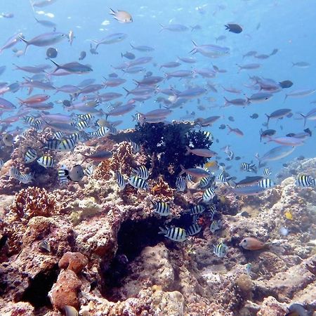 Moyo Island Maleo Moyo Hotel & Dive Resort מראה חיצוני תמונה